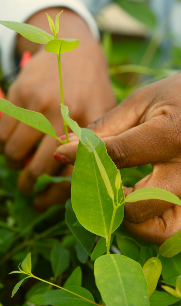 Sustentabilidade da eucafluff