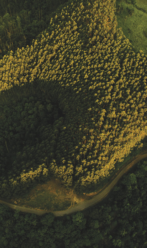 Sustentabilidade da eucafluff