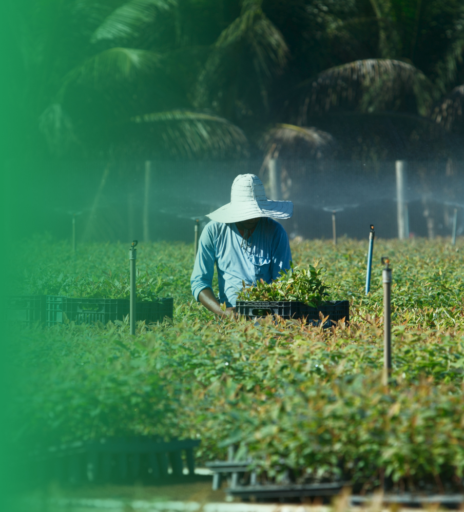 Sustentabilidade da eucafluff